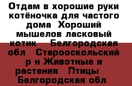 Отдам в хорошие руки котёночка для частого дома. Хороший мышелов ласковый котик. - Белгородская обл., Старооскольский р-н Животные и растения » Птицы   . Белгородская обл.